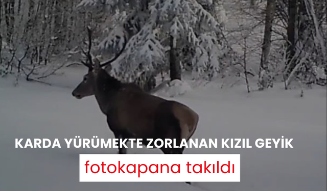 Karda yürümekte zorlanan kızıl geyik fotokapana takıldı