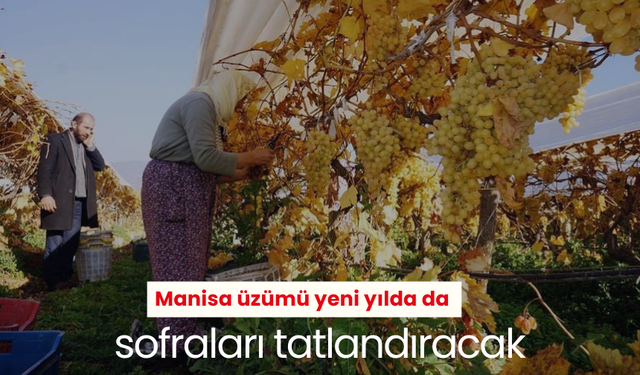 Manisa üzümü yeni yılda da sofraları tatlandıracak