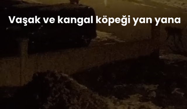 Vaşak ve kangal köpeği yan yana