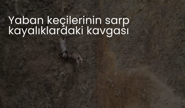 Yaban keçilerinin sarp kayalıklardaki kavgası