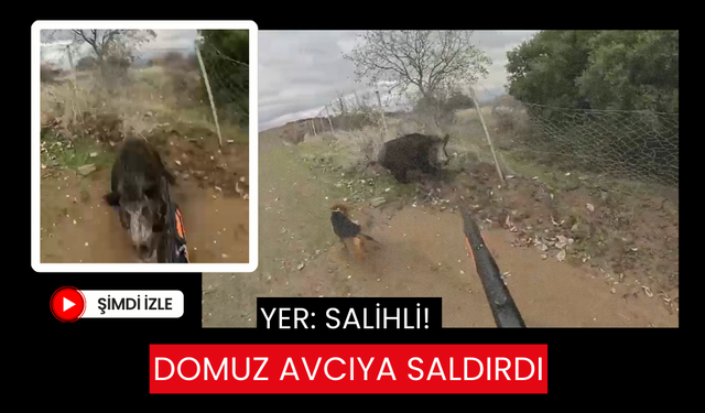 Salihli’de korku dolu anlar: Domuz avcıya saldırdı