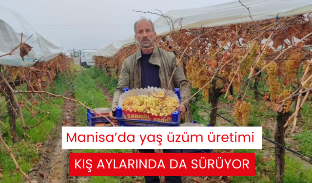 Manisa’da yaş üzüm üretimi kış aylarında da sürüyor