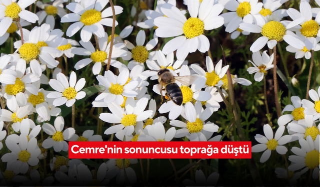 Cemre'nin sonuncusu toprağa düştü: Baharın sıcak günlerine geri sayım başladı