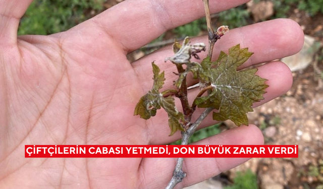 Çiftçilerin cabası yetmedi, don büyük zarar verdi