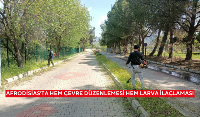 Afrodisias'ta hem çevre düzenlemesi hem larva ilaçlaması