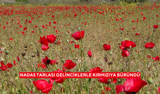 Nadas tarlası gelinciklerle kırmızıya büründü