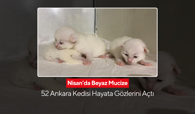 Ankara kedilerinde nesil devam ediyor... 52 yeni yavruyla bahara merhaba dedi