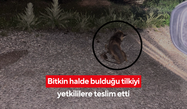Bitkin halde bulduğu tilkiyi yetkililere teslim etti … ‘Babamın tavuklarını yeseler de kıyamadım’