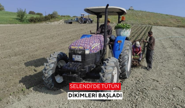 Selendi’de tütün dikimleri başladı