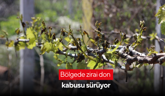 Bölgede zirai don kabusu sürüyor
