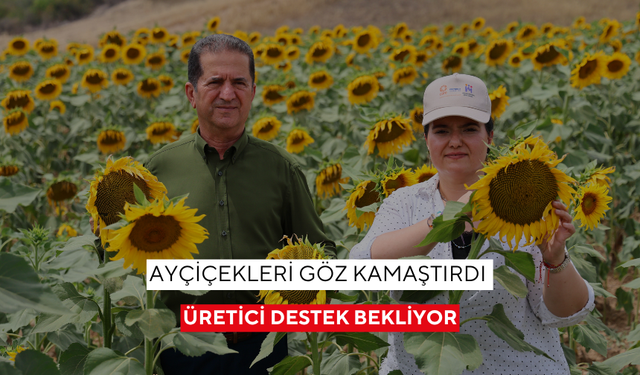 Ayçiçekleri göz kamaştırdı, üretici destek bekliyor