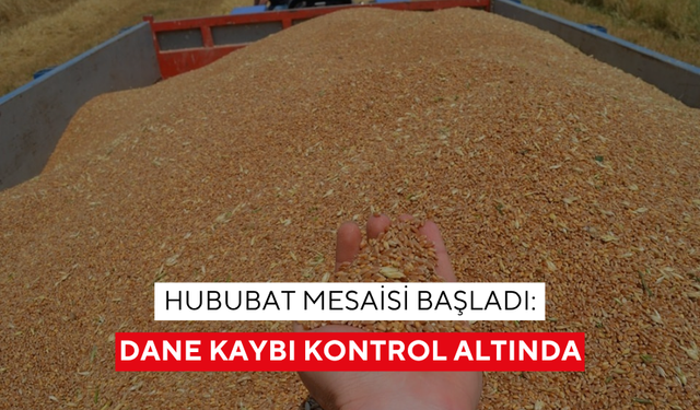 Hububat mesaisi başladı: Dane kaybı kontrol altında