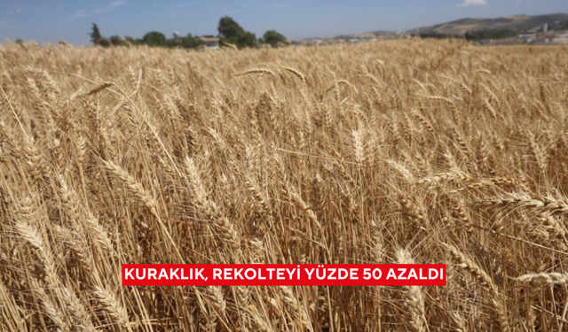 Kuraklık, rekolteyi yüzde 50 azaldı