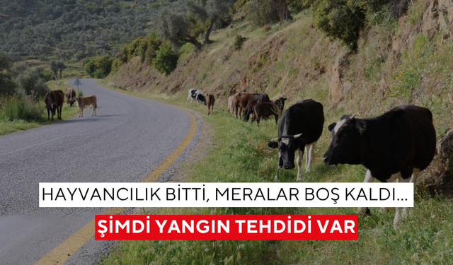 Hayvancılık bitti, meralar boş kaldı… Şimdi yangın tehdidi var