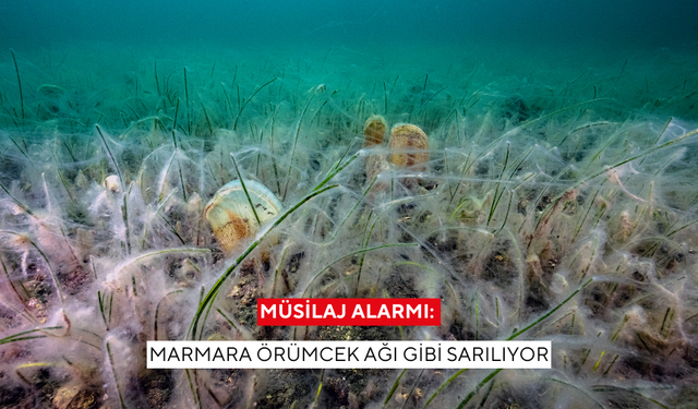 Müsilaj alarmı: Marmara örümcek ağı gibi sarılıyor