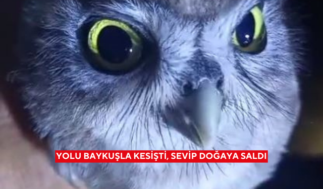 Yolu baykuşla kesişti, sevip doğaya saldı