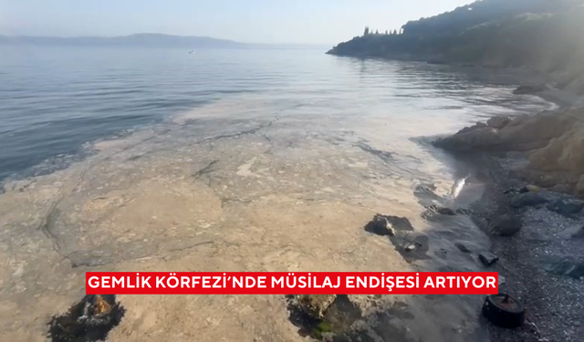 Gemlik Körfezi’nde müsilaj endişesi artıyor