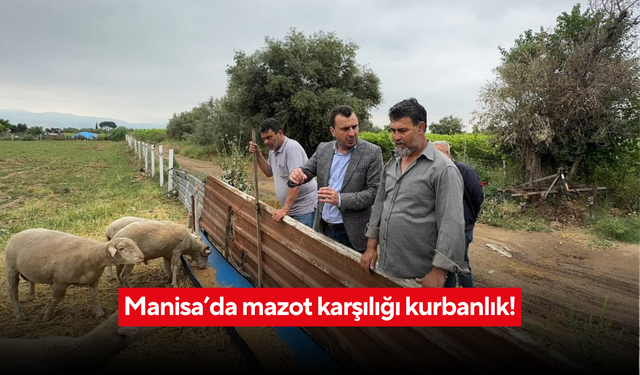 Manisa’da mazot karşılığı kurbanlık!
