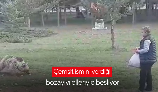 Çemşit ismini verdiği bozayıyı elleriyle besledi