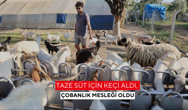 Taze süt için keçi aldı, çobanlık mesleği oldu