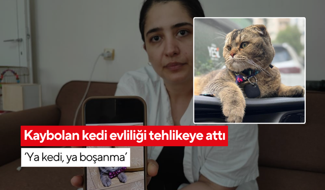 Kocası 'Kediye bir şey olursa boşarım' dedi... Kedisini bulana 15 bin lira ödül!
