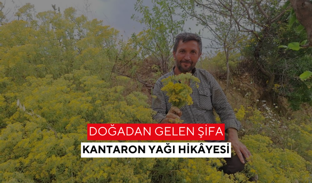 Manisa doğasından gelen şifa! Kantaron yağının formülü nesilden nesile aktarılıyor...
