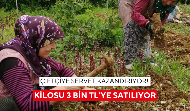 Ne domates ne biber! Tarımda yeni trend: Kilosu altınla yarışıyor