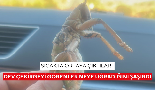 Sıcakta ortaya çıktılar! Dev çekirgeyi görenler neye uğradığını şaşırdı