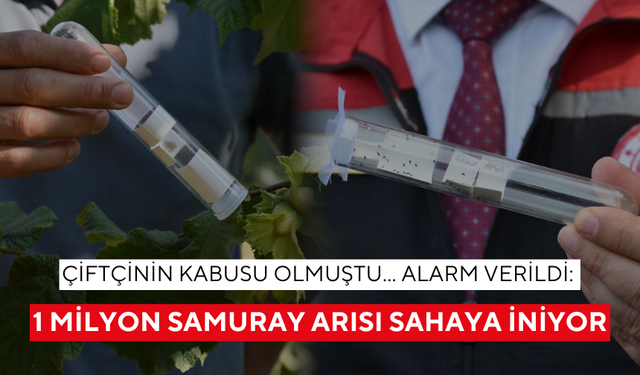 Çiftçinin kabusu olmuştu... Alarm verildi: 1 milyon samuray arısı sahaya iniyor
