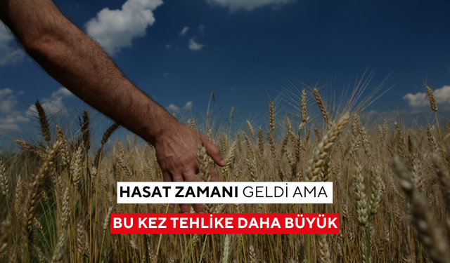 Hasat zamanı geldi ama bu kez tehlike daha büyük