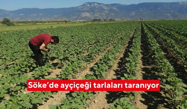 Söke’de ayçiçeği tarlaları taranıyor