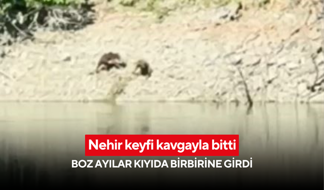 Nehir keyfi kavgayla bitti: Boz ayılar kıyıda birbirine girdi