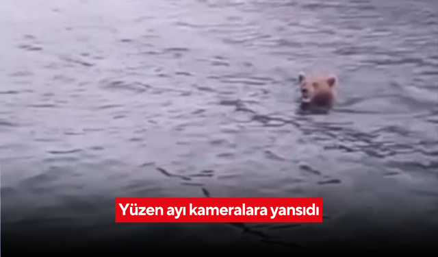 Yüzen ayı kameralara yansıdı