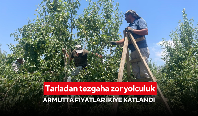 Tarladan tezgaha zor yolculuk: Armutta fiyatlar ikiye katlandı