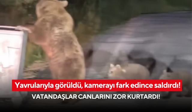 Yavrularıyla görüldü, kamerayı fark edince saldırdı! Vatandaşlar canlarını zor kurtardı!