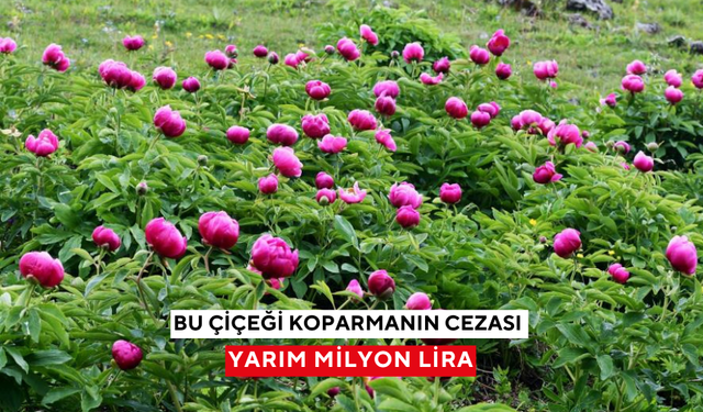 Yılda 10 gün açıyor: Bu çiçeği koparmanın cezası yarım milyon