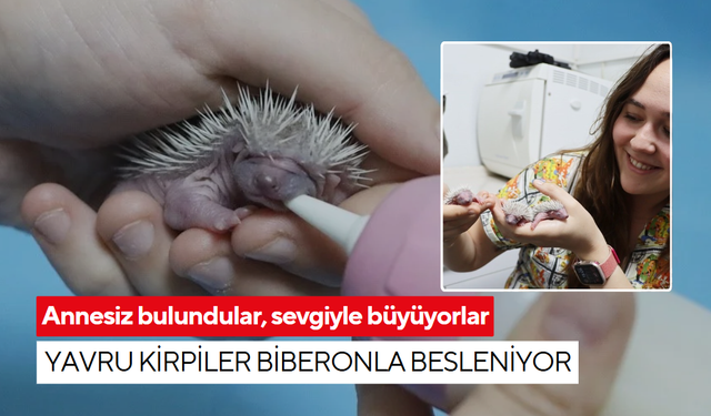 Annesiz bulundular, sevgiyle büyüyorlar: Yavru kirpiler biberonla besleniyor