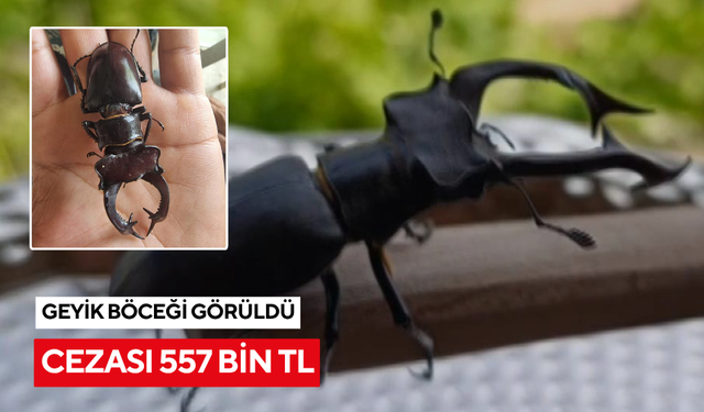 Parmak büyüklüğünde geyik böceği görüldü: Cezası 557 bin TL