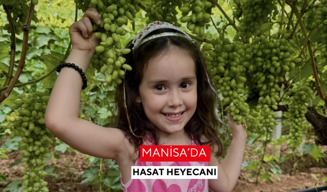 Manisa’da hasat heyecanı