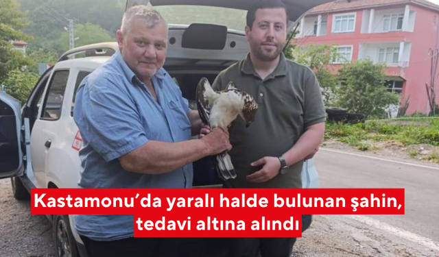 Kastamonu’da yaralı halde bulunan şahin, tedavi altına alındı