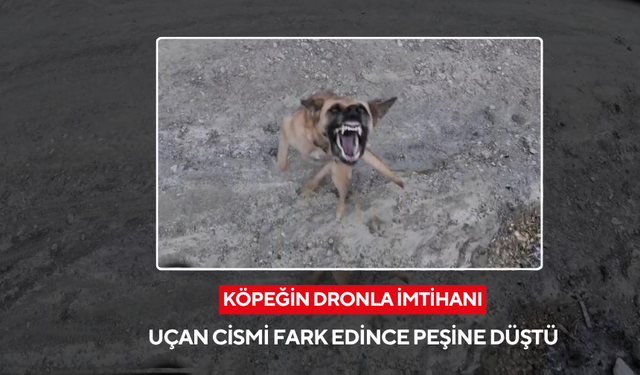 Köpeğin dronla imtihanı: Uçan cismi fark edince peşine düştü