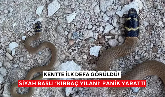 Kentte ilk defa görüldü! Siyah başlı 'Kırbaç yılanı' panik yarattı