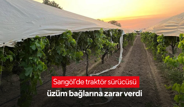 Sarıgöl’de traktör sürücüsü üzüm bağlarına zarar verdi