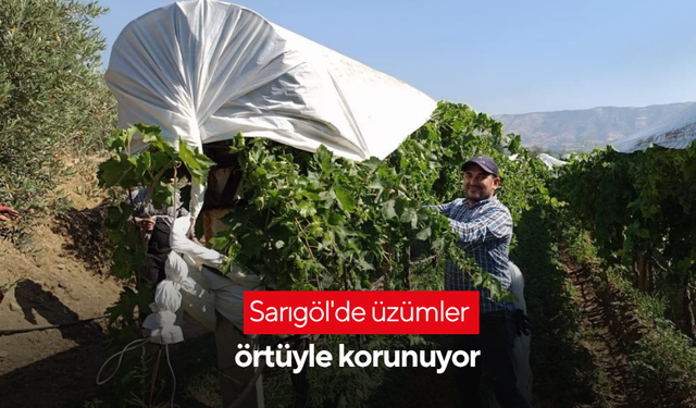 Sarıgöl'de üzümler örtüyle korunuyor