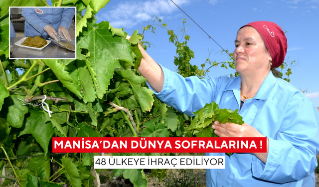 Manisa’dan dünya sofralarına ! 48 ülkeye ihraç ediliyor