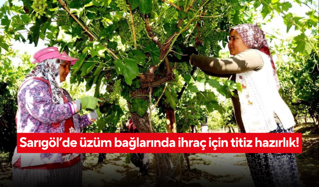 Sarıgöl’de üzüm bağlarında ihraç için titiz hazırlık!