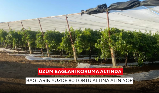 Üzüm bağları koruma altında ! Bağların yüzde 80’i örtü altına alınıyor
