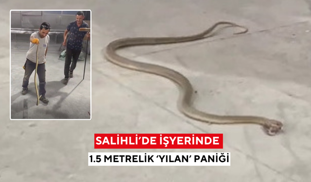 Salihli’de işyerinde 1.5 metrelik ‘yılan’ paniği