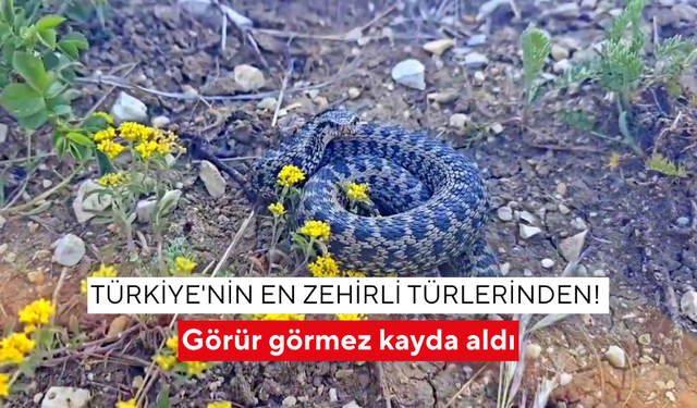 Türkiye'nin en zehirli türlerinden! Bu yılan bir ısırıkla öldürüyor