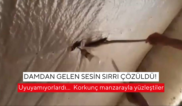 Uyuyamıyorlardı… Damı kesince korkunç manzarayla yüzleştiler